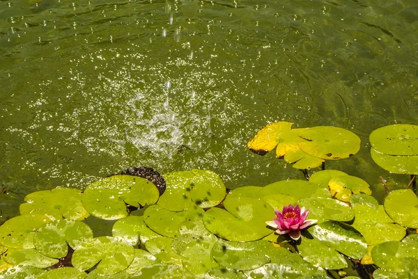 Vzor velkých lotosových listů plovoucích na jezírku — Stock fotografie