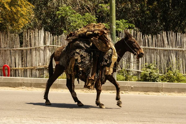 Mezek v ulicích fez medina, Maroko — Stock fotografie