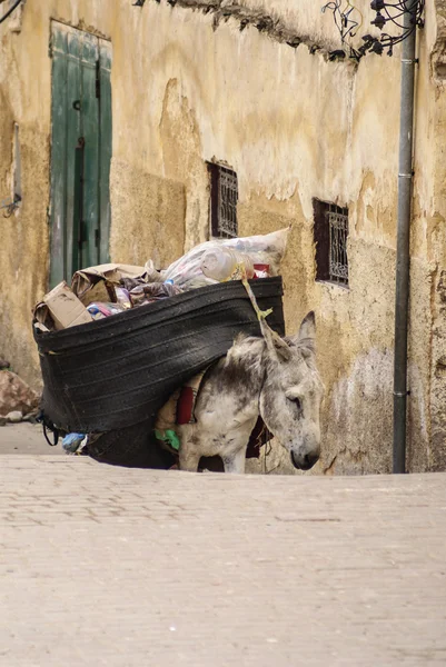 Katır, fez medina, Fas sokaklarında — Stok fotoğraf