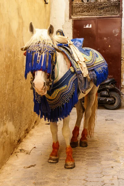 Arabische paard met ingerichte militaire hoofdstel en hoofdband — Stockfoto