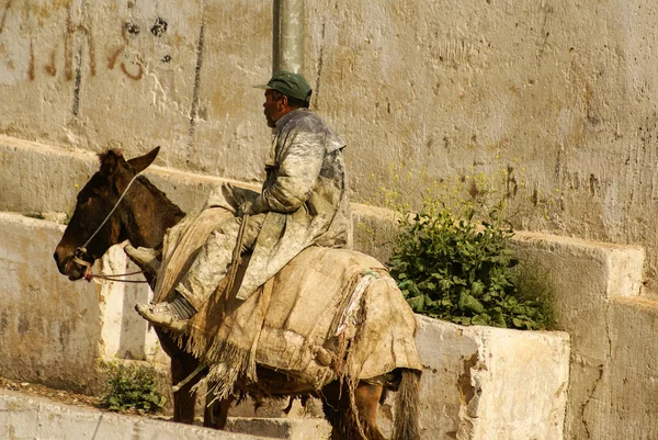 Mezek v ulicích fez medina, Maroko — Stock fotografie