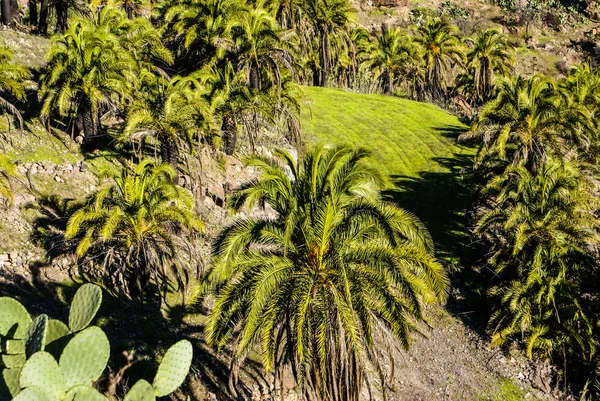 Gran canaria Kanarya palmiye ağacı dağlar canariensis — Stok fotoğraf