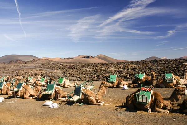 Camelo em Lanzarote em montanhas de fogo de timanfaya em Ilhas Canárias — Fotografia de Stock