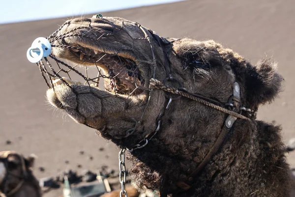 Kamel auf lanzarote in timanfaya feuerberge auf kanarischen inseln — Stockfoto
