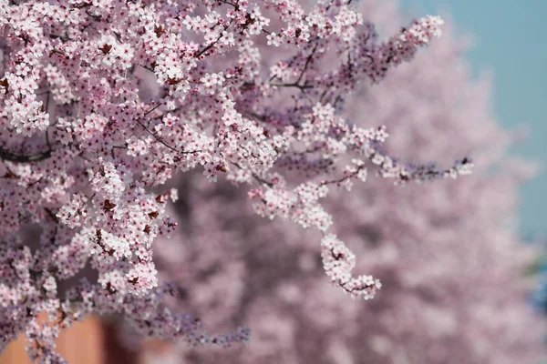 Λουλούδια Sakura ανθίζουν. Όμορφο ροζ άνθος κερασιάς — Φωτογραφία Αρχείου