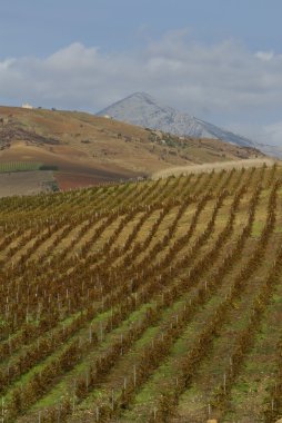 Sicilya etna bölgede hafif yamaç bağında