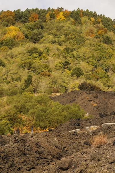 Närbild av stelnad lava och små vegetation med — Stockfoto