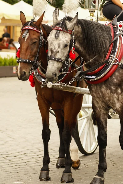 Krakow, Polen, hästdragna vagnar med guider framför th — Stockfoto