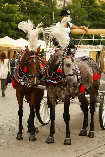 Krakow, Polen, hästdragna vagnar med guider framför th — Stockfoto