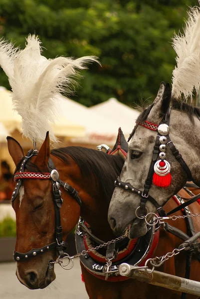Krakau, Polen, paard getrokken rijtuigen met gidsen voor th — Stockfoto