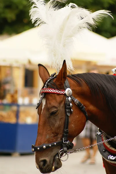 Cracovie, Pologne, Chariots tirés par des chevaux avec des guides devant — Photo