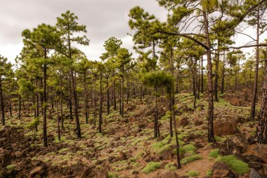 volkanik bir manzara içinde teide Milli büyüyen çam ağaçları