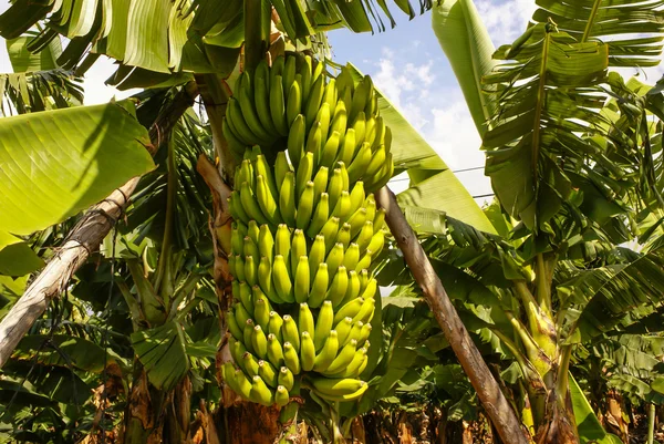 Bananas growing, Puerto de la Cruz, Tenerife, Canary Islands, Sp — Stock Photo, Image