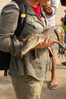 yağmur ormanlarında, Doğu ak cüce Kayman (palaeosuchus trigonatus)