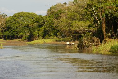 rainforest Peru güzel ağaçlar ve Nehri
