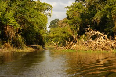 rainforest Peru güzel ağaçlar ve Nehri