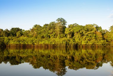 rainforest Peru güzel ağaçlar ve Nehri