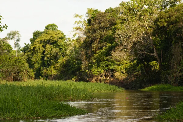 Řeka a krásné stromy v peru deštný prales — Stock fotografie