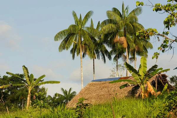 Peru, Peruvian Amazonas landscape. The photo present typical ind — Stock Photo, Image