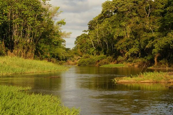 Ein Fluss und schöne Bäume in einem Regenwald peru — Stockfoto