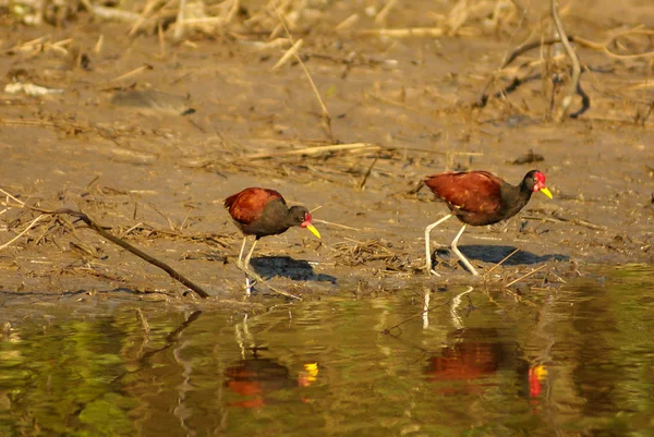 Amazonas-Ufer — Stockfoto