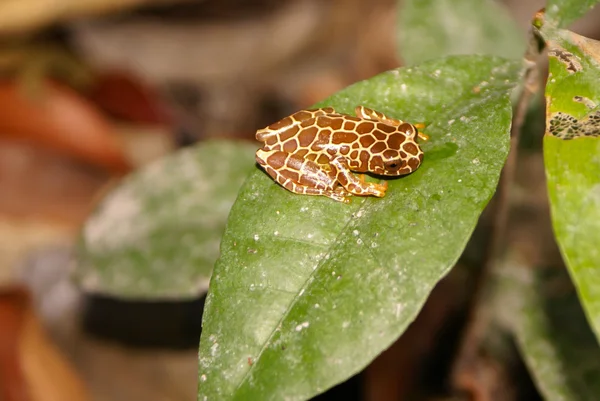 Rã-palhaço (Dendropsophus leucophyllatus ) — Fotografia de Stock