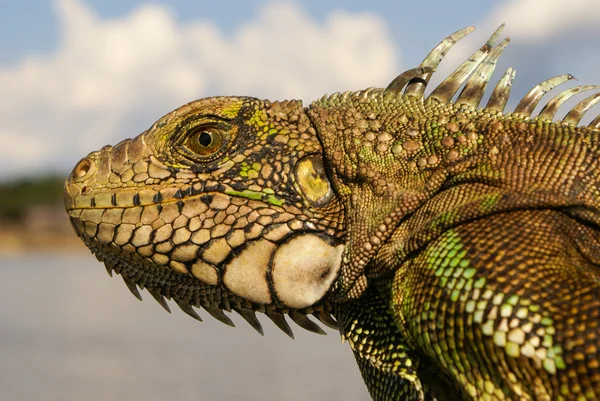 Iguana  Amazon – stockfoto