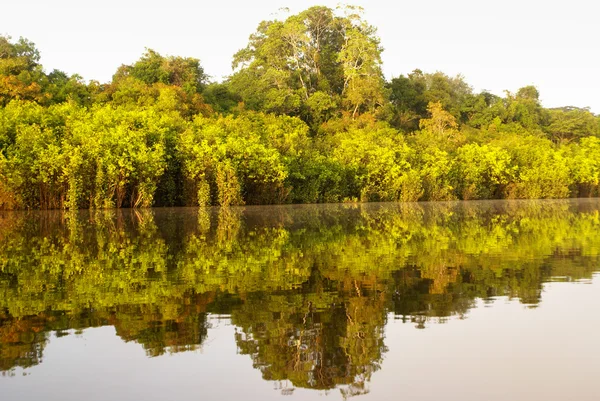 En flod och vackra träd i en regnskog peru — Stockfoto