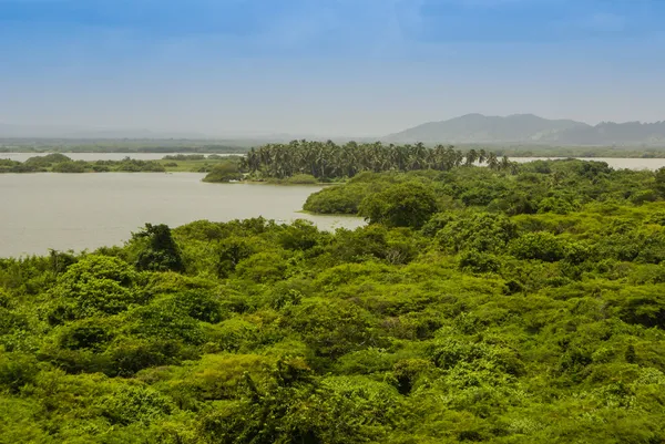 Selva tropical reflejada en aguas, en Río Negro en el río Amazonas — Foto de Stock