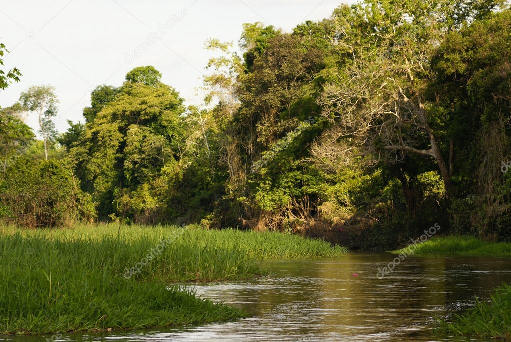 A river and beautiful trees in a rainforest Peru