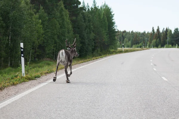 Renas na estrada. Norte da Finlândia — Fotografia de Stock