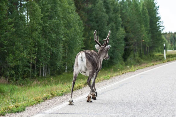 Renas na estrada. Norte da Finlândia — Fotografia de Stock