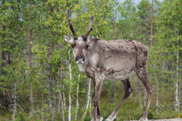 Reindeer on the road. Northern Finland — Stock Photo, Image