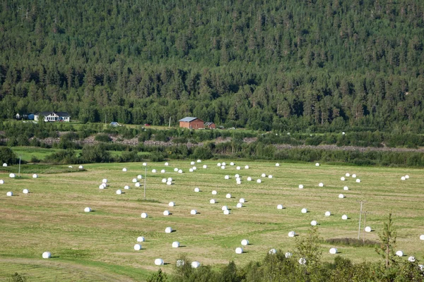 Buntar av halm på fältet efter skörd i Norge — Stockfoto