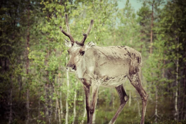 Reindeer stag with exceptionally long antlers — Stock Photo, Image