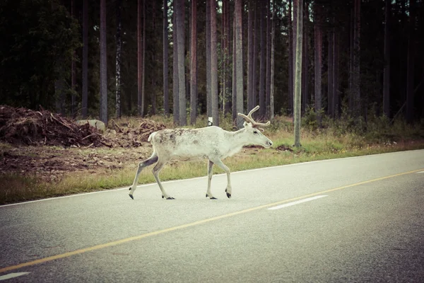 Reindeer stag with exceptionally long antlers — Stock Photo, Image