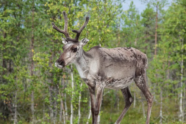 Reindeer stag with exceptionally long antlers — Stock Photo, Image