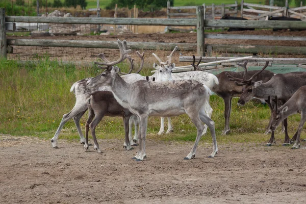 Herd of reindeer in the Norway — Stock Photo, Image