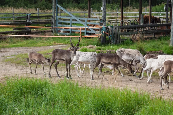 Mandria di renne nel norway — Foto Stock