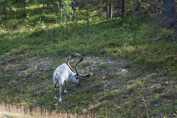 Reindeer stag with exceptionally long antlers — Stock Photo, Image