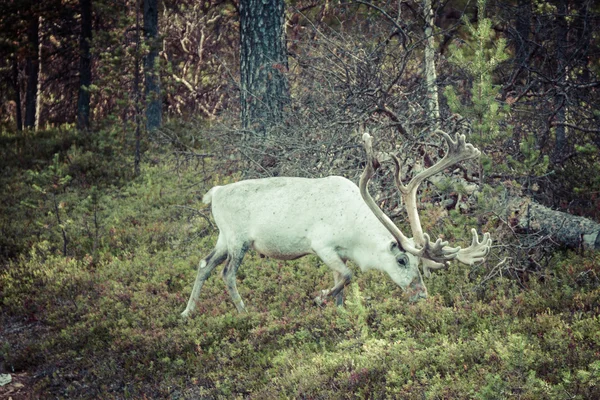 Reindeer stag with exceptionally long antlers — Stock Photo, Image