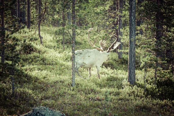 Reindeer stag with exceptionally long antlers — Stock Photo, Image