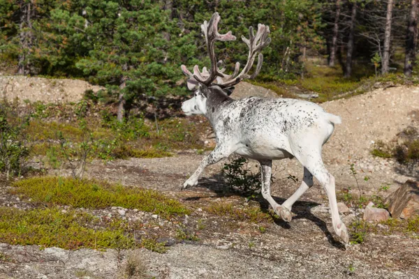 Reindeer stag with exceptionally long antlers — Stock Photo, Image