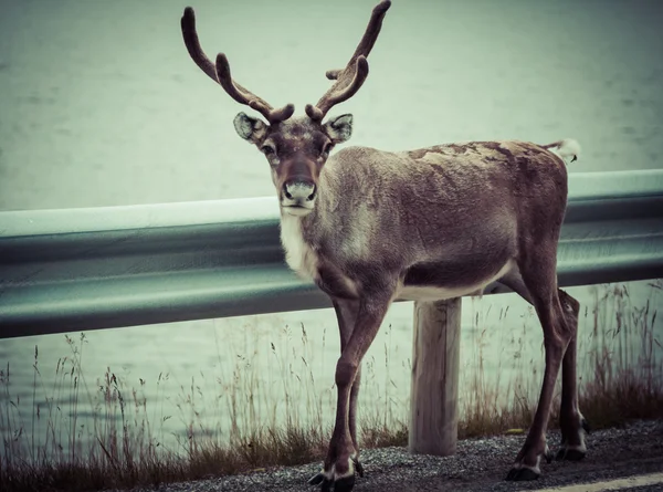 Cervo di renne con corna eccezionalmente lunghe — Foto Stock