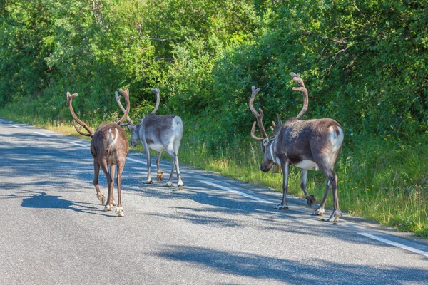 Herd of reindeer in the Norway — Stock Photo, Image