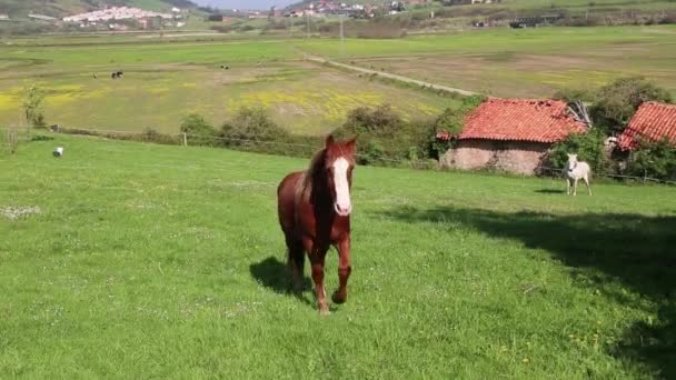 Cavalo sozinho em um gramado comendo grama — Vídeo de Stock