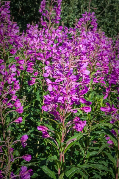 Jardin naturel champ de fleurs rose vif en hiver — Photo