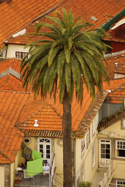 Case sottili nel centro storico, Oporto, Portogallo — Foto Stock