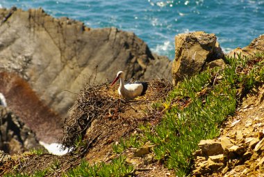 cliff, cabo sardao, alentejo, liman kenarında leylek yuvası