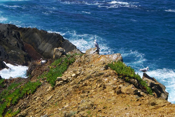 Costa atlantica scogliera a Sardao cape (Cabo Sardao), Alentej — Foto Stock